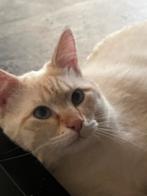 Katten broers wit beige en grijs zwart wit bruin, Boeken, Ophalen