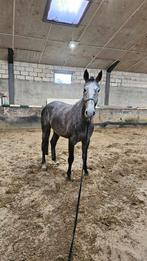 Spring of wandel paard te koop, Dieren en Toebehoren, Paarden, Merrie, Springpaard, B, Gechipt