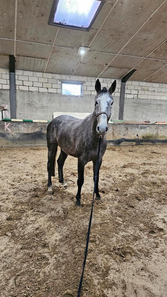 Spring of wandel paard te koop, Dieren en Toebehoren, Paarden, Merrie, B, 165 tot 170 cm, 3 tot 6 jaar, Springpaard, Met stamboom