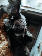 Handtamme Geelnekara s, Dieren en Toebehoren, Tam