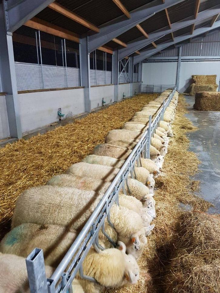 Schapen stalinrichting voedertechniek, Dieren en Toebehoren, Schapen, Geiten en Varkens