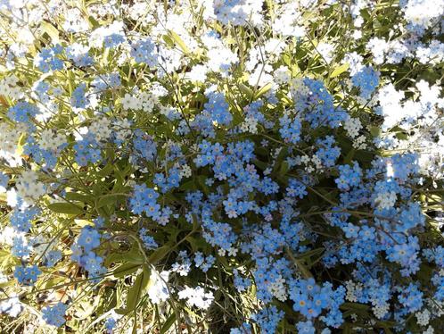 Myositis verhandelen of verkopen, Tuin en Terras, Planten | Tuinplanten, Bodembedekkers, Halfschaduw, Lente, Ophalen