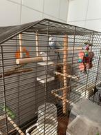 2 Peruches + cage et accessoires, Meerdere dieren, Parkiet, Tam