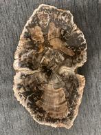 Fossiel boom, Verzamelen, Mineralen en Fossielen, Ophalen, Fossiel