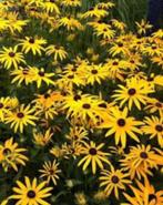 Rudbeckia (gele), Tuin en Terras, Planten | Tuinplanten, Ophalen