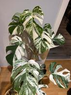 Monstera variegata, 100 à 150 cm, Enlèvement ou Envoi