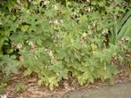 Geranium Phaeum Variegatum, Halfschaduw, Vaste plant, Lente, Overige soorten