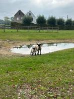 Walliser Schwarznase ramlam, Dieren en Toebehoren, Schapen, Geiten en Varkens, Mannelijk, Schaap, 0 tot 2 jaar