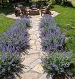 Nepeta = BIJENPLANT !!, Tuin en Terras, Volle zon, Vaste plant, Zomer, Ophalen
