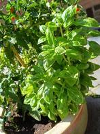 Basilicum - Peterselie - Oregano - Rozemarijn - Salie - Munt, Ophalen of Verzenden