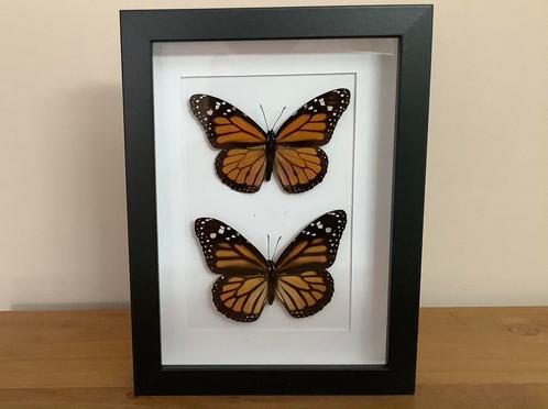 3D lijst met monarch vlinders, Verzamelen, Dierenverzamelingen, Ophalen of Verzenden