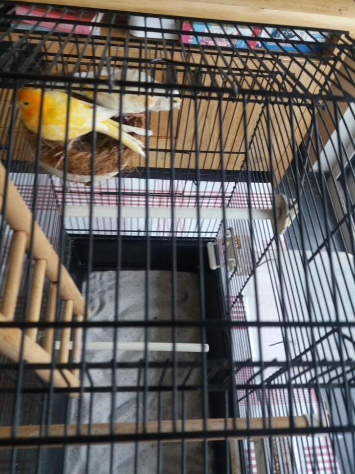 LAGERE prijzen voor kanaries met kooien, Dieren en Toebehoren, Vogels | Kanaries