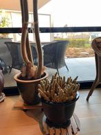 Cactussen -, Ophalen, 100 tot 150 cm, Bloeiende kamerplant, Volle zon