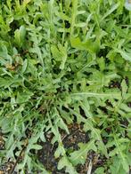 20 zaden fijne rucola, Verzenden, Zaad