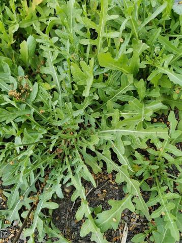 20 zaden fijne rucola beschikbaar voor biedingen