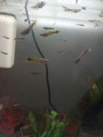 Guppies 50 cent, Dieren en Toebehoren, Vissen | Aquaria en Toebehoren, Ophalen, Zo goed als nieuw