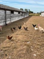 Kippen, Dieren en Toebehoren, Pluimvee