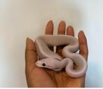 python regius, Dieren en Toebehoren, Slang, Tam, 0 tot 2 jaar