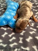 Dwergpinscher reutje, Dieren en Toebehoren, Honden | Bulldogs, Pinschers en Molossers, België, CDV (hondenziekte), 8 tot 15 weken