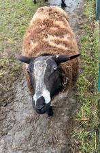 Ram baggerbonte, Dieren en Toebehoren, Mannelijk, Schaap, 0 tot 2 jaar