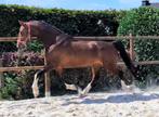 7 jarige tuigpaard ruin, Dieren en Toebehoren, Paarden, Ruin, 160 tot 165 cm, Tuigpaard, 7 tot 10 jaar