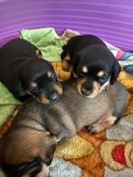 Prachtige dwergteckel pups, Dieren en Toebehoren, Honden | Teckels en Dashonden, België, CDV (hondenziekte), 8 tot 15 weken, Korthaar