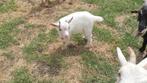 dwerggeitje, Dieren en Toebehoren, Mannelijk, Geit, 0 tot 2 jaar