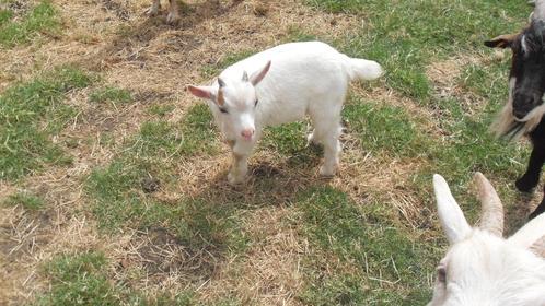 dwerggeitje, Dieren en Toebehoren, Schapen, Geiten en Varkens, Geit, Mannelijk, 0 tot 2 jaar