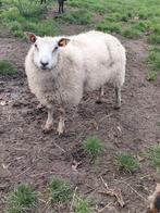 Ram, Dieren en Toebehoren