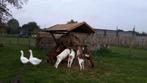 piece unique, houten hooiruif, Dieren en Toebehoren, Schapen, Geiten en Varkens, Geslacht onbekend, 0 tot 2 jaar, Geit