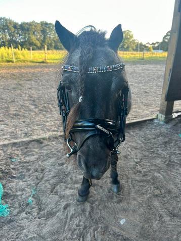 mini shetlander hoofdstel  beschikbaar voor biedingen