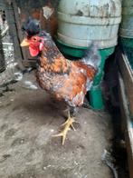 Kosovolangkrajer, Dieren en Toebehoren, Pluimvee