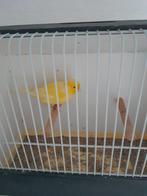 2  forse mannelijke kanries