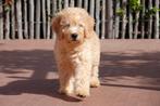 Prachtige medium Labradoodle pups, Dieren en Toebehoren, Honden | Retrievers, Spaniëls en Waterhonden, België, Overige rassen