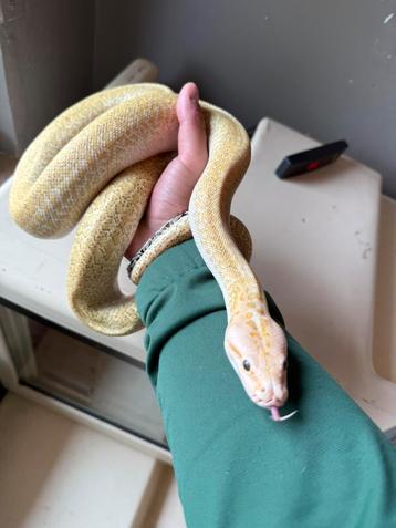 Python Birman Molure