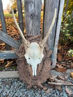 Gewei spitser damhert op decoratieplankje, Verzamelen, Dierenverzamelingen, Ophalen, Gebruikt, Hert, Schedel