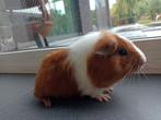 Cavia beertje, Dieren en Toebehoren, Knaagdieren, Cavia