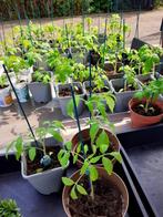 Tomatenplanten, Jardin & Terrasse, Plantes | Jardin, Annuelle, Enlèvement, Plantes potagères