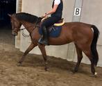 5jarige merrie Top afstamming, Dieren en Toebehoren, Merrie