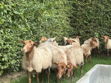 Voskop ooien najaar 2024, Femelle, Mouton, 0 à 2 ans