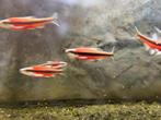 Notropis Lutipinnis volwassen exemplaren, Overige soorten
