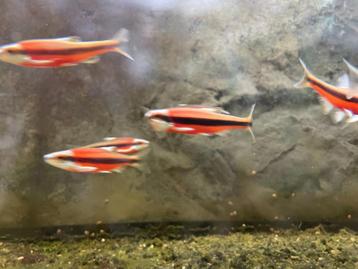 Notropis Lutipinnis volwassen exemplaren beschikbaar voor biedingen