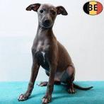 Italiaanse Windhondjes-puppy’s vol finesse te koop, Dieren en Toebehoren, België, CDV (hondenziekte), 8 tot 15 weken, Meerdere