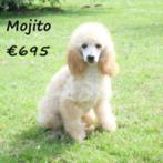 Mojito, Dwergpoedel pup te koop, Dieren en Toebehoren, Poedel, 15 weken tot 1 jaar, Buitenland, CDV (hondenziekte)