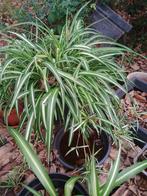 Graslelie, Huis en Inrichting, Kamerplanten, Ophalen, Overige soorten, Halfschaduw, In pot