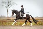 Talentvol dressuurpaard!, B, Gechipt, Ruin, Dressuurpaard