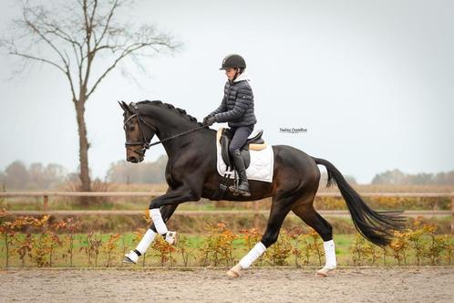 Talentvol dressuurpaard!, Dieren en Toebehoren, Paarden, Ruin, B, 165 tot 170 cm, 3 tot 6 jaar, Dressuurpaard, Met stamboom, Gechipt