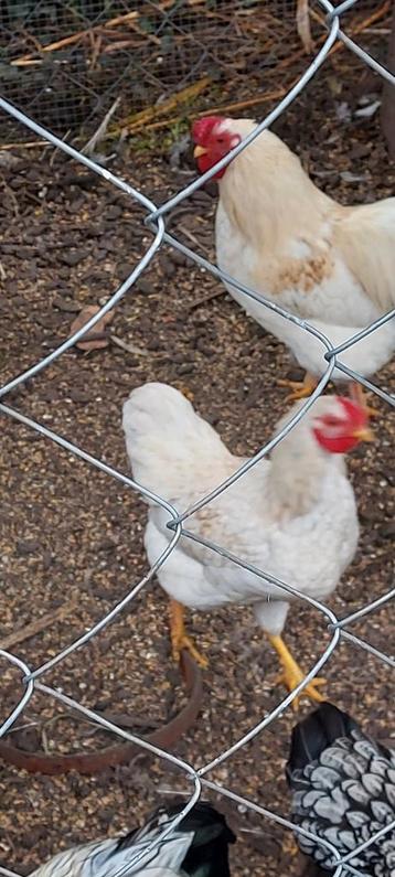 Hanen Wyandotte en zijdehoen beschikbaar voor biedingen