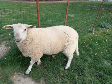Mannelijke schapen 7 maanden  beschikbaar voor biedingen