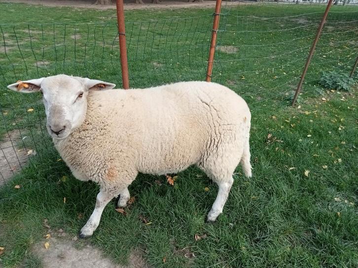 Mannelijke schapen 7 maanden, Dieren en Toebehoren, Schapen, Geiten en Varkens, Schaap, Mannelijk, 0 tot 2 jaar